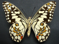 Adult Male Under of Chequered Swallowtail - Papilio demoleus sthenelus